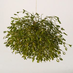 Mistel på gren (50-100 cm)