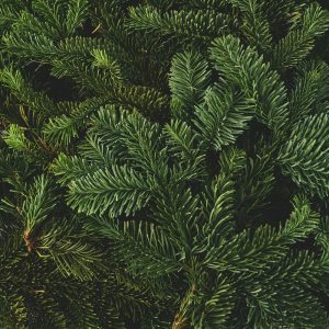 Granris från Nobilis (Abies procera) 5 kg