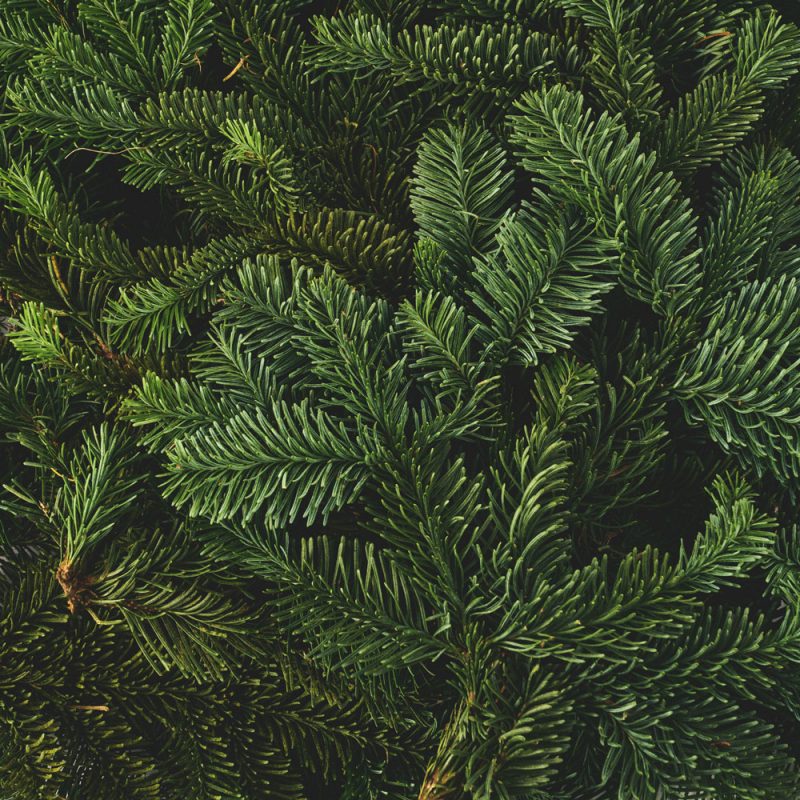 Julgran.com