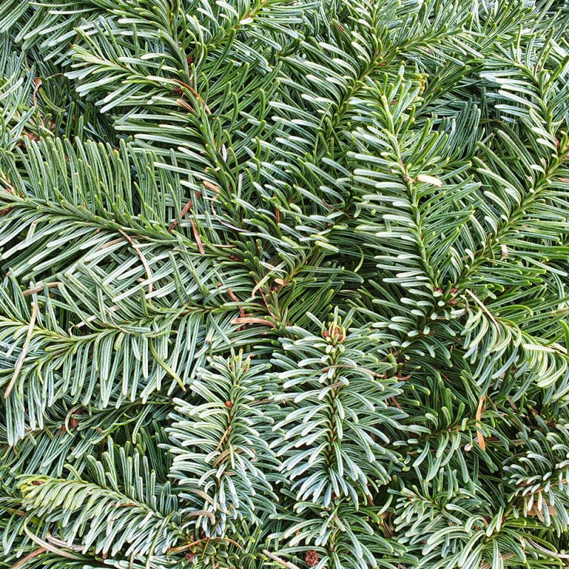 Julgran.com